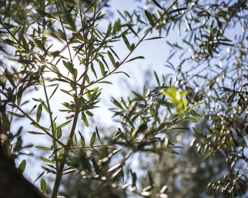 Vendita Olio Extravergine di Oliva