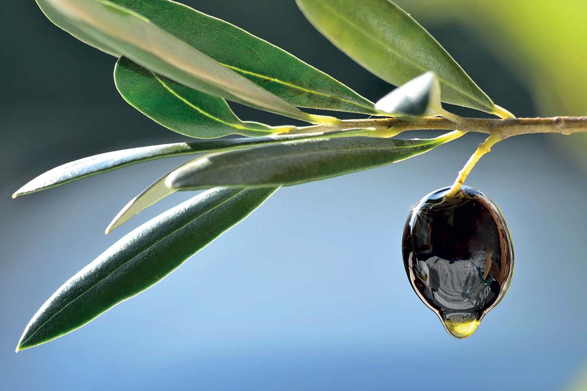 Vendita online Olio Extra Vergine d'Oliva pugliese