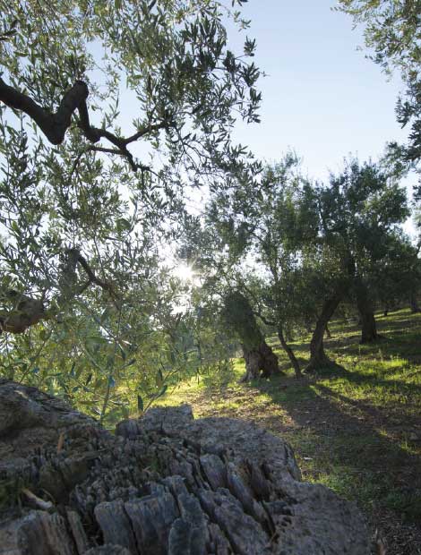 Produzione Olio Extra Vergine d'Oliva Pugliese