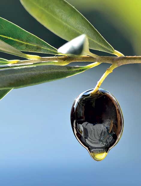 Frantoio Puglia - Produzione olio di oliva